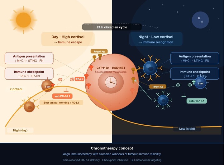 Graphical-Abstract-Circadian-Tumour-Immune-Visibility-Gated-By-Glucocorticoid-Metabolism